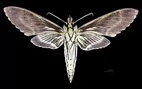 Revers du mâle (coll.MHNT)