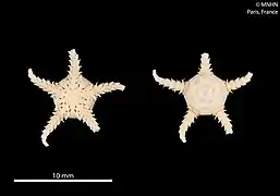 Amphiophiura distincta (MNHN)