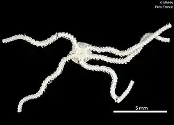 Amphipholis serrataspina