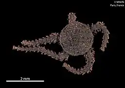 Amphipholis tuberosa