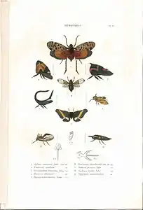 Planche 9 de l'ouvrage de C.J.-B. Amyot et J. G. Audinet-Serville (1843). Histoire naturelle des insectes. Hémiptères. Paris, Librairie encyclopédique de Roret.
