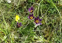 Anémone pulsatille(puy de la Colline).