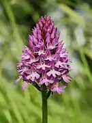 Orchis pyramidal.