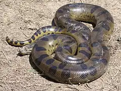 Anaconda vert(Eunectes murinus)