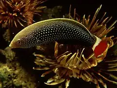 Anampses chrysocephalus