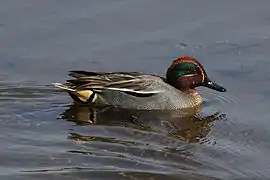 Vue d'un canard à tête brune et verte, barbottant.