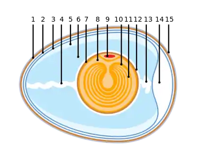 Coupe d’un œuf de poule domestique : le jaune, au centre, est entouré par le blanc.