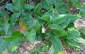 Jardins botaniques Marie Selby (Floride).
