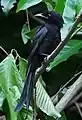 Drongo d'Andaman