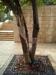 photo en couleur d'un arbre formé de plusieurs troncs, devant un mur de pierre