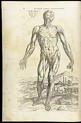 Planche d'écorché debout de Calcar dans le traité d'André Vésale.