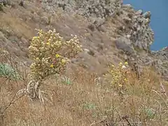 Andryala glandulosa.