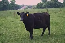 Vache black angus.