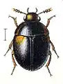 Anisotoma humeralis (Leiodidae)