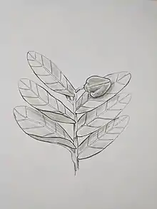 Dessin détaillant la morphologie d'Annona aurantiaca, y compris l'attachement des feuilles et les baies