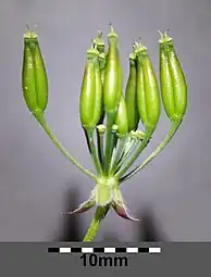 Fruits immatures de Cerfeuil sauvage (Anthriscus sylvestris).