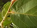 détail foliaire d'Apeiba tibourbou