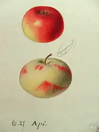 Pomme de reinette et pomme d'api, dans deux dessins botaniques.