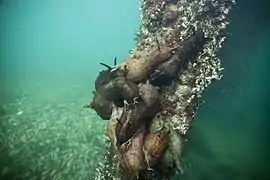 Copulation en groupe d'Aplysia californica