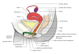 Anatomie vue de côté.