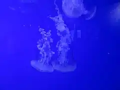 Chrysaora plocamia (en)