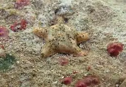 Aquilonastra cf. samyni à La Réunion.