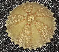 Arbacia waccamaw (fossile)