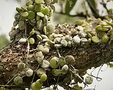 Dischidia nummularia.