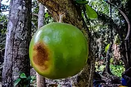 Fruit du calebassier (Crescentia cujete).