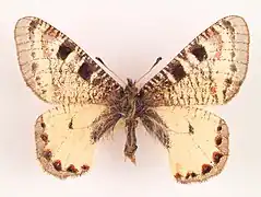 Archon apollinus amasina (Amasya, Turquie)