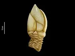 Arcoscalpellum michelottianum