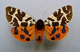 Écaille martre(Arctia caja)