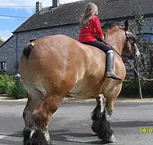 Gros cheval vu de dos dont la queue coupée a l'apparence d'une boule de poils ronde