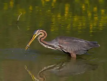 Le Héron pourpré.