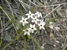 Fleur d'Arjona patagonica (famille des Schoepfiaceae).