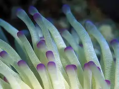 Condylactis gigantea (gros plan)