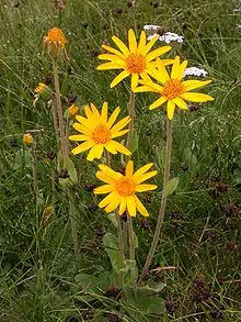 Arnica des montagnes