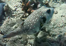 Un poisson-ballon à taches blanches (Arothron hispidus)
