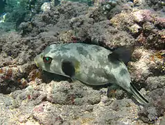 Un poisson-ballon à lignes brunes (Arothron immaculatus) , en livrée de camouflage (normalement blanc)