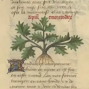 Dessin grossier d'une plante à collet épais et à trois feuilles palmatiséquées, à divisions dentées à lobées.