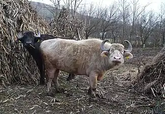 Buffles domestiques transylvains.