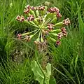 Longs pédicelles portés par un pédoncule unique chez une Apocynaceae des États-Unis, Asclepias amplexicaulis (en).