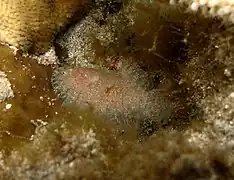 Aseraggodes diringeri.