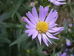 Aster novi-belgii.