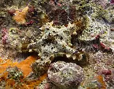 Asteropsis carinifera (Asteropseidae)