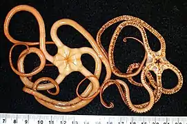 Astrodia tenuispina.