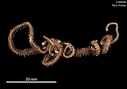 Astrogymnotes oharai