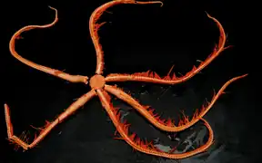 Astrolirus patricki, nommée en l'honneur du personnage animé Patrick Étoile de mer.