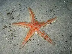 Astropecten aranciacus (Astropectinidae)