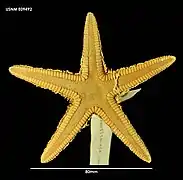 Astropecten brasiliensis (USNM)